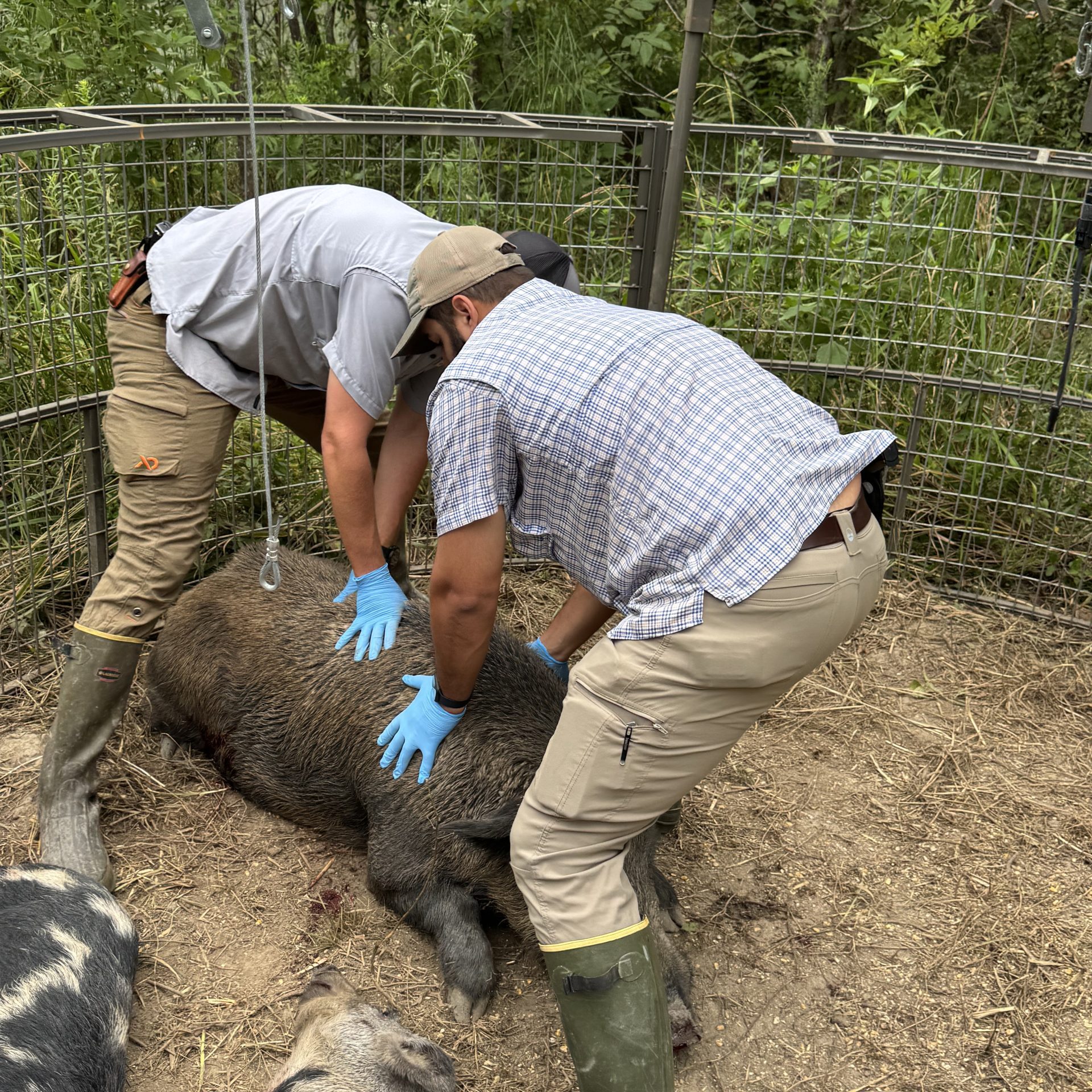 guys holding a hog